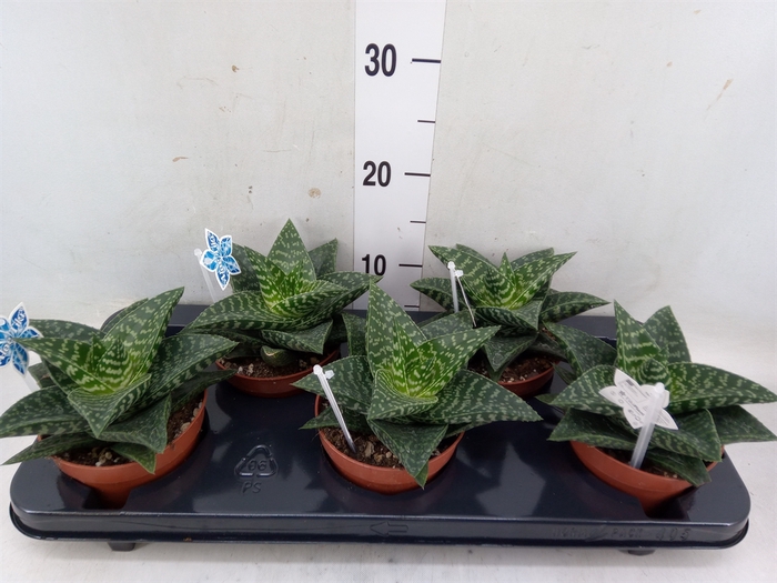 <h4>xGasteraloe  'Tiki Zilla'</h4>