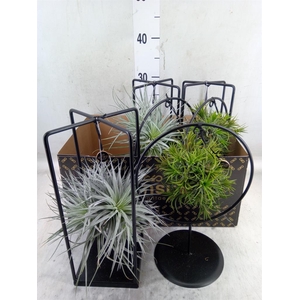 Tillandsia