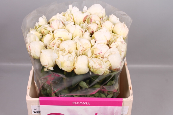 <h4>Paeonia Ivory Victory | Heavy Quality</h4>
