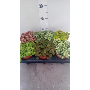 Fittonia   ...mix