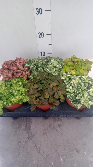 <h4>Fittonia   ...mix</h4>