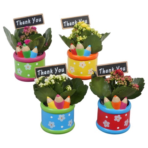 <h4>PTBTS1808 Arrangementen kamerplanten</h4>