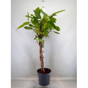 Ficus benghalensis 'Audrey'