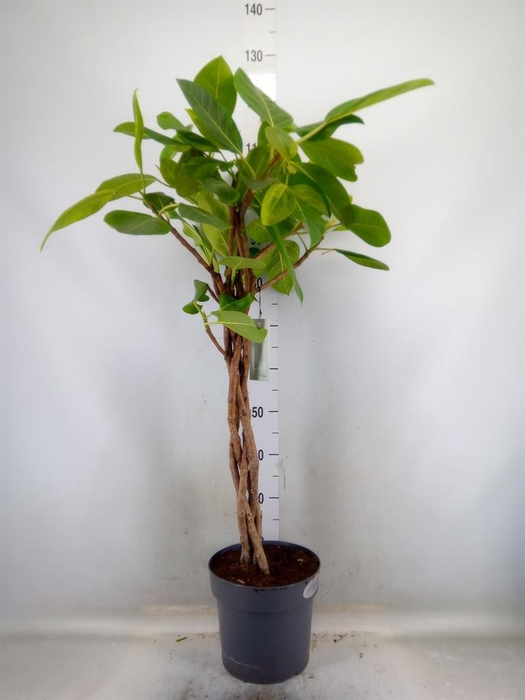 <h4>Ficus benghalensis 'Audrey'</h4>