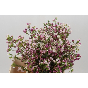 Chamelaucium Leilani