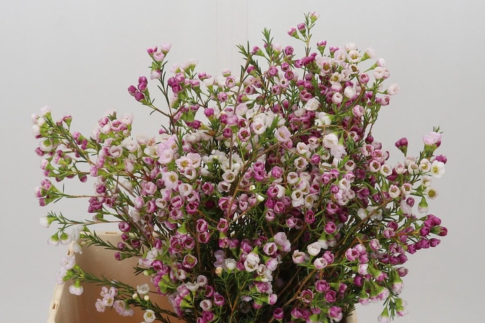 <h4>Chamelaucium Leilani</h4>