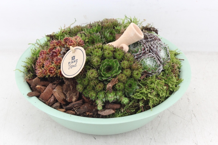 <h4>arr4 Semp PL - Zink schaal groen L</h4>