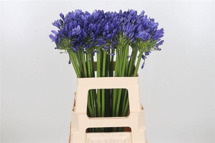 <h4>Agap Intermedius</h4>