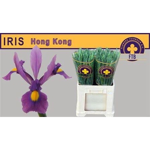 Iris Hong Kong