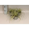 Overig 12 cm Carex Feather Everest