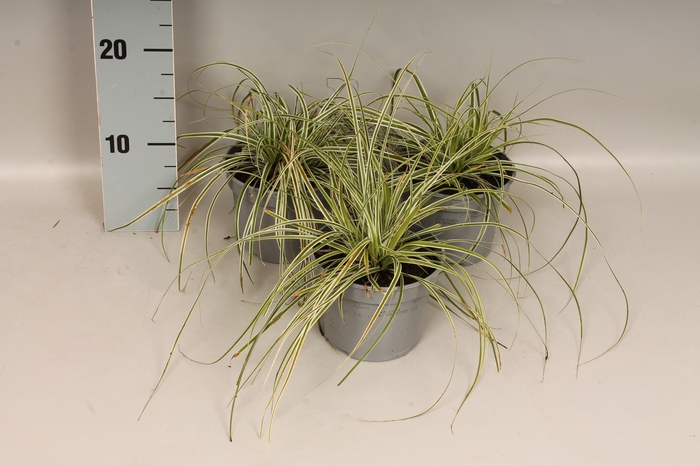 Overig 12 cm Carex Feather Everest