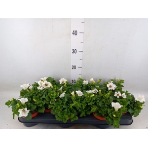 Petunia  'Surfinia Baby White'