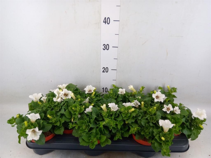 <h4>Petunia  'Surfinia Baby White'</h4>