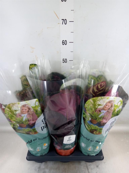 <h4>Calathea   ...mix</h4>