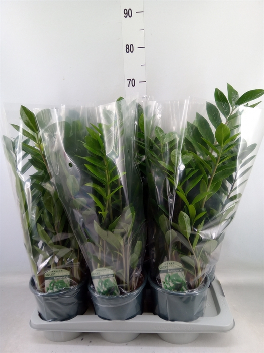 <h4>Zamioculcas zamiifolia</h4>