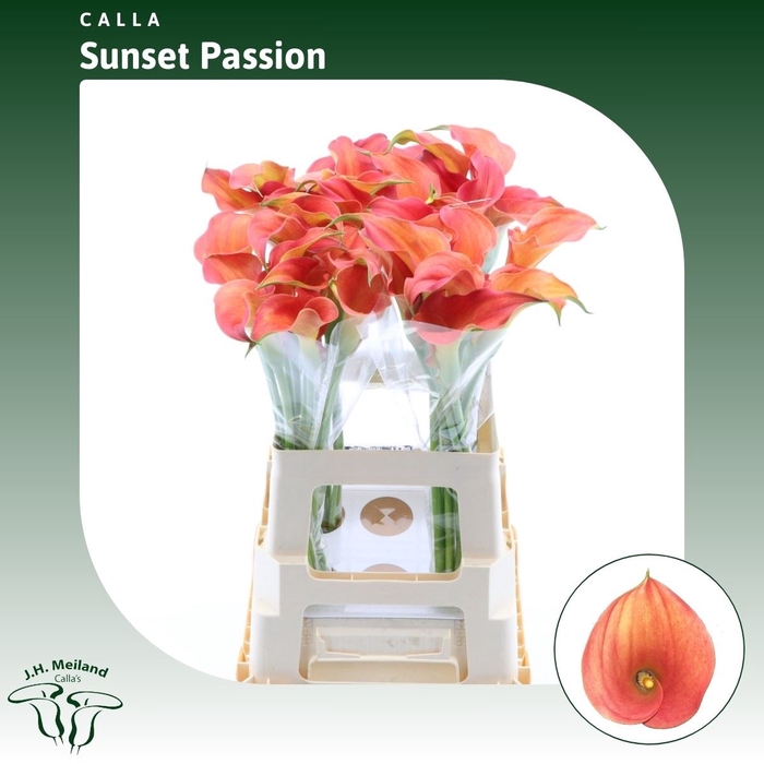 <h4>Calla Sunset Passion</h4>