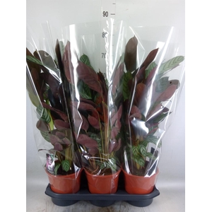 Ctenanthe setosa 'Compactstar'