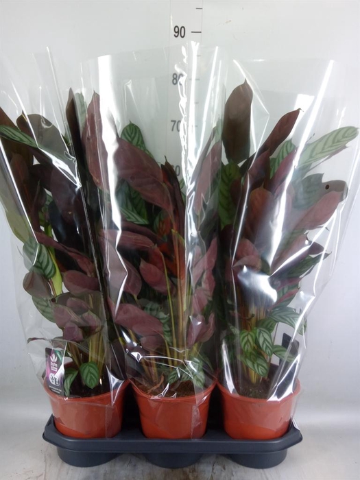 <h4>Ctenanthe setosa 'Compactstar'</h4>