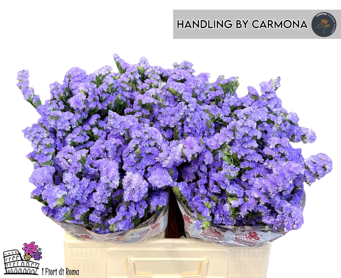 <h4>LIM S MARTIN BLUE</h4>