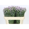 Aster Baby Pink Pearl