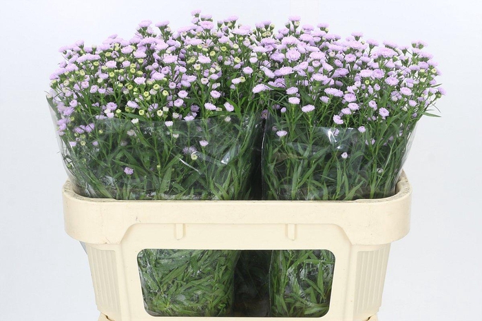 Aster Baby Pink Pearl