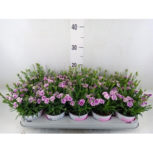 Dianthus  'Pink Kisses'