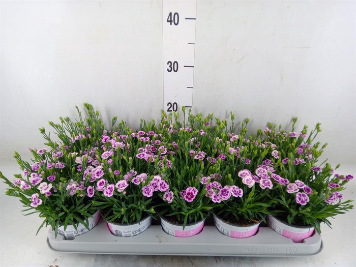 <h4>Dianthus  'Pink Kisses'</h4>
