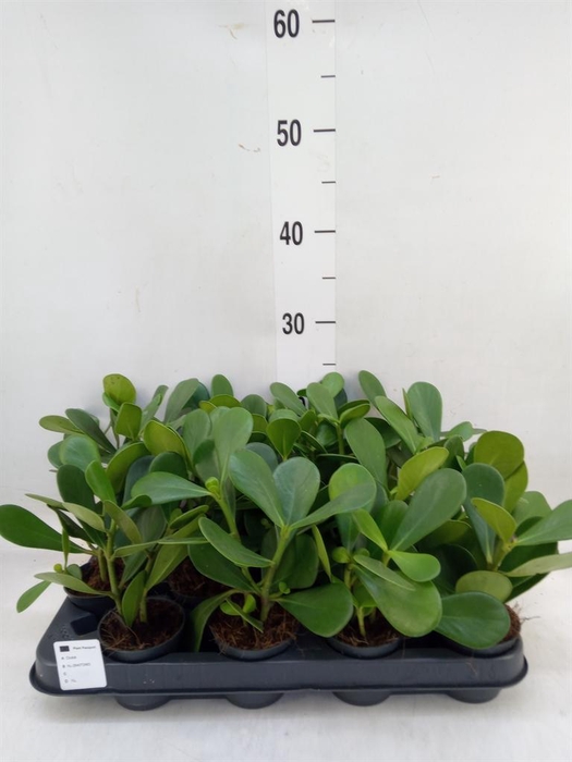 <h4>Clusia   ...</h4>