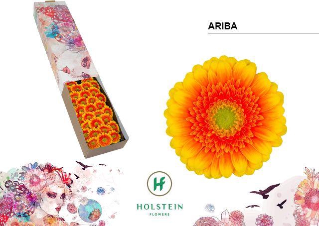 <h4>Germini Ariba  Doos</h4>