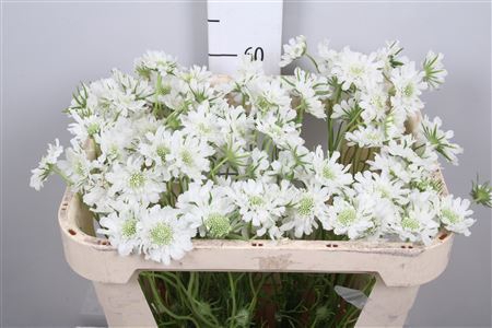 <h4>Scabiosa cauc.   ...</h4>