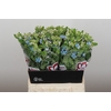 Oxypetalum Tweedia Blue