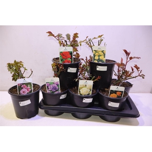 arr8 Rosa Fl 6 Kl Mixtray