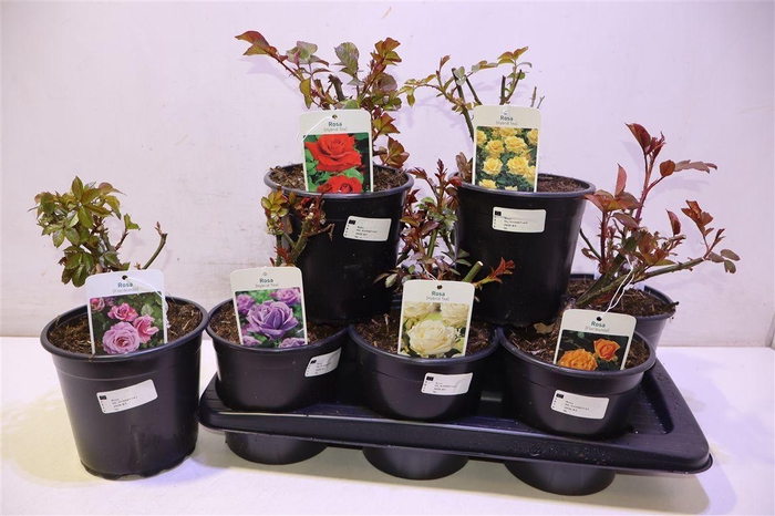 <h4>Rosa Fl 6 Kl Mixtray</h4>