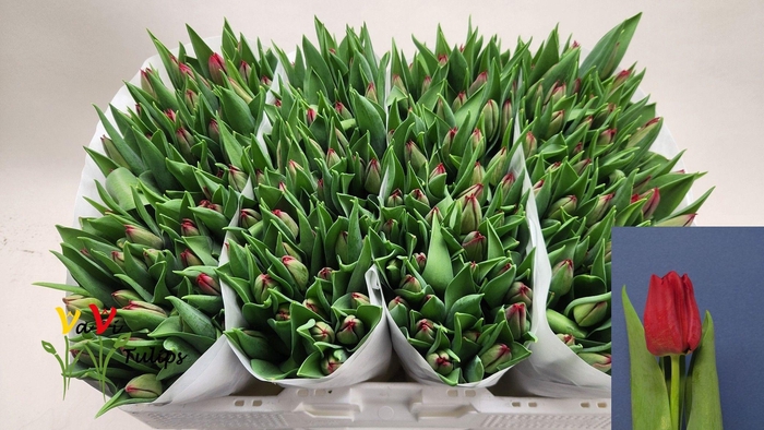 <h4>TU EN SEADOV</h4>