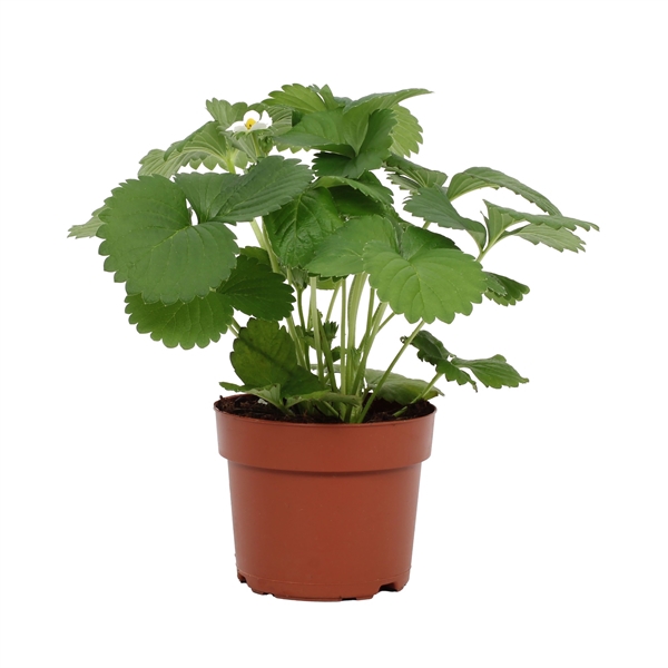 <h4>Fragaria Beltran 12cm</h4>