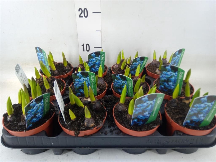 <h4>Scilla siberica</h4>