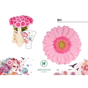 Gerbera Evi