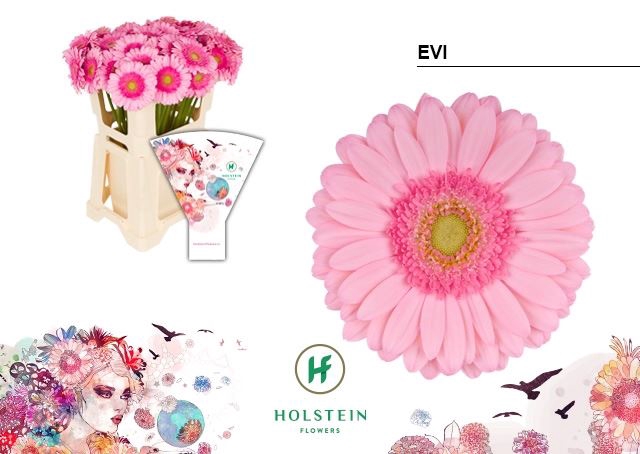 <h4>Gerbera Evi</h4>