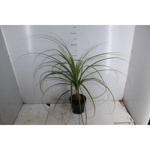 BEAUCARNEA P17