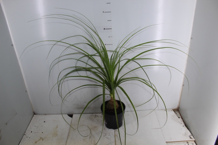BEAUCARNEA P17