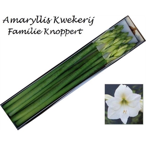 HIPP GA MONT BLANC x10