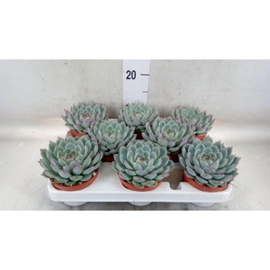 Echeveria   ...
