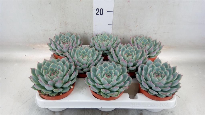 <h4>Echeveria   ...</h4>