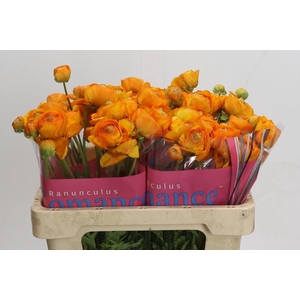Ranunculus Romance Digne