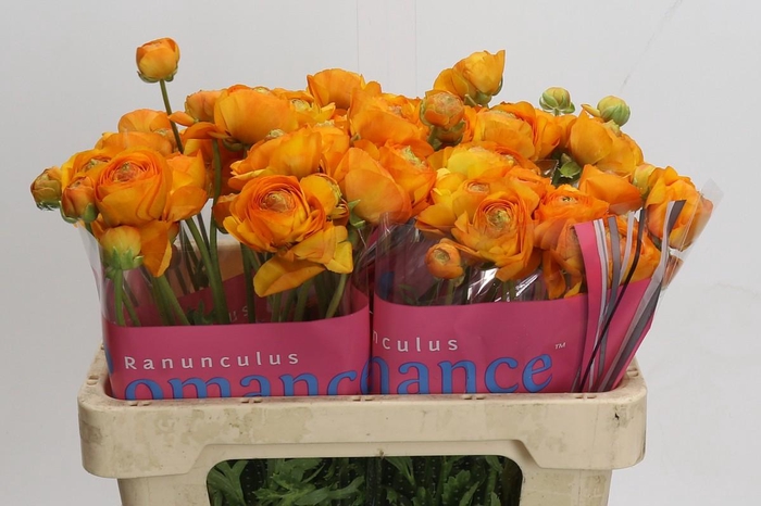 <h4>Ranunculus Romance Digne</h4>