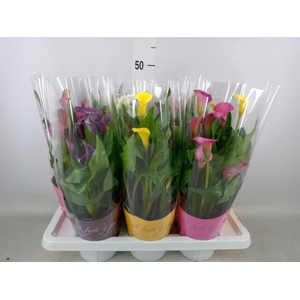 Zantedeschia   ...mix