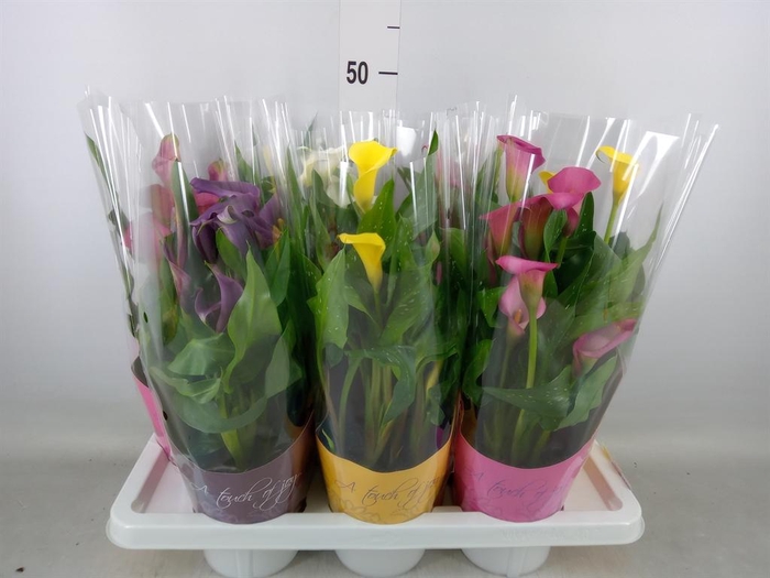 <h4>Zantedeschia   ...mix</h4>
