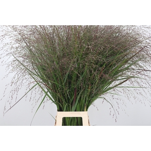 Panicum Vi. Squaw