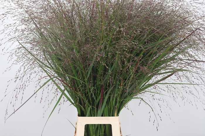 Panicum Vi. Squaw