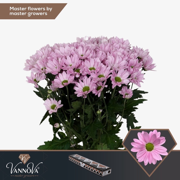 <h4>Chrysanthemum TR 'Rihanna'</h4>